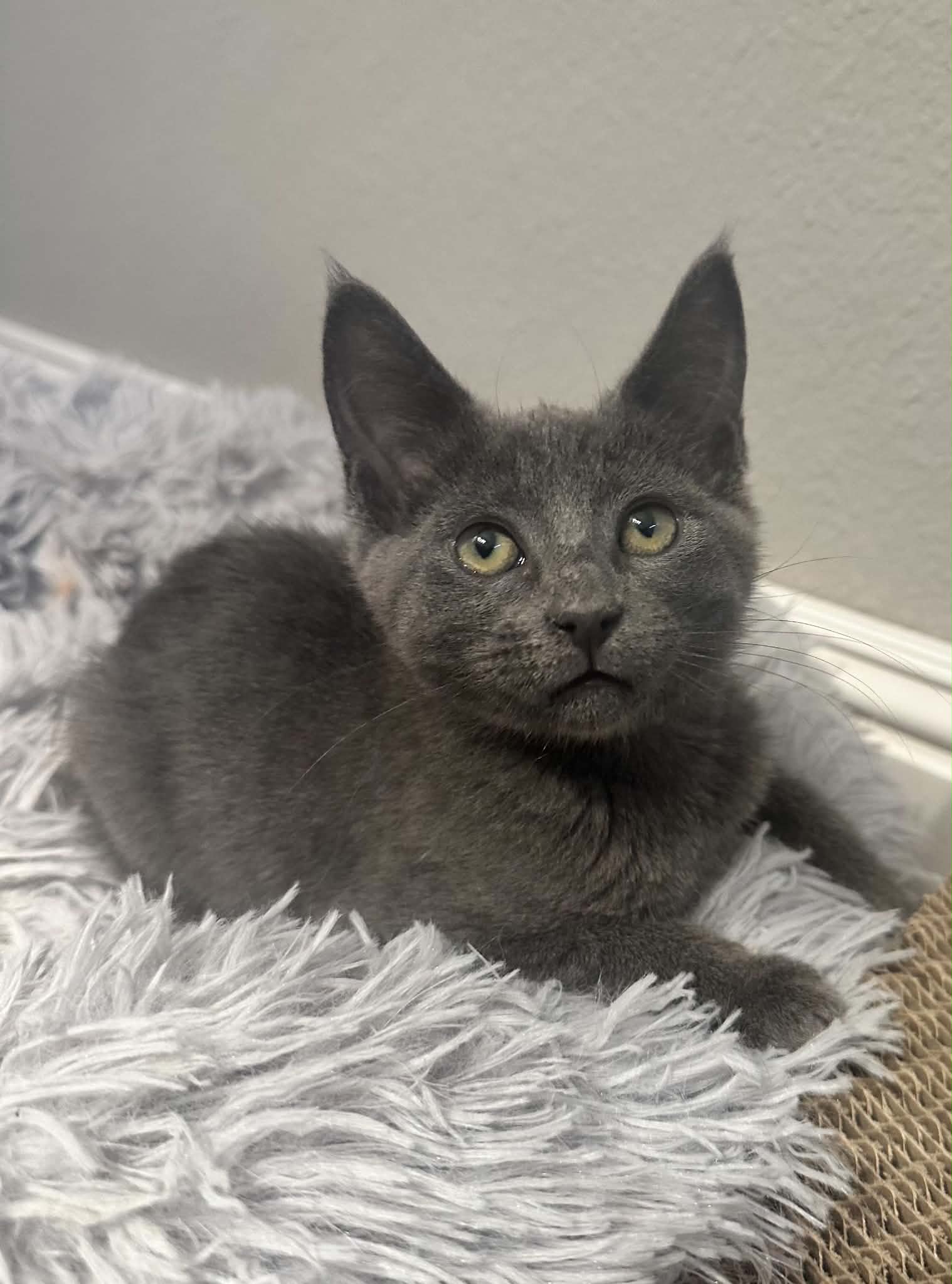 Georgette  Cc - Russian Blue