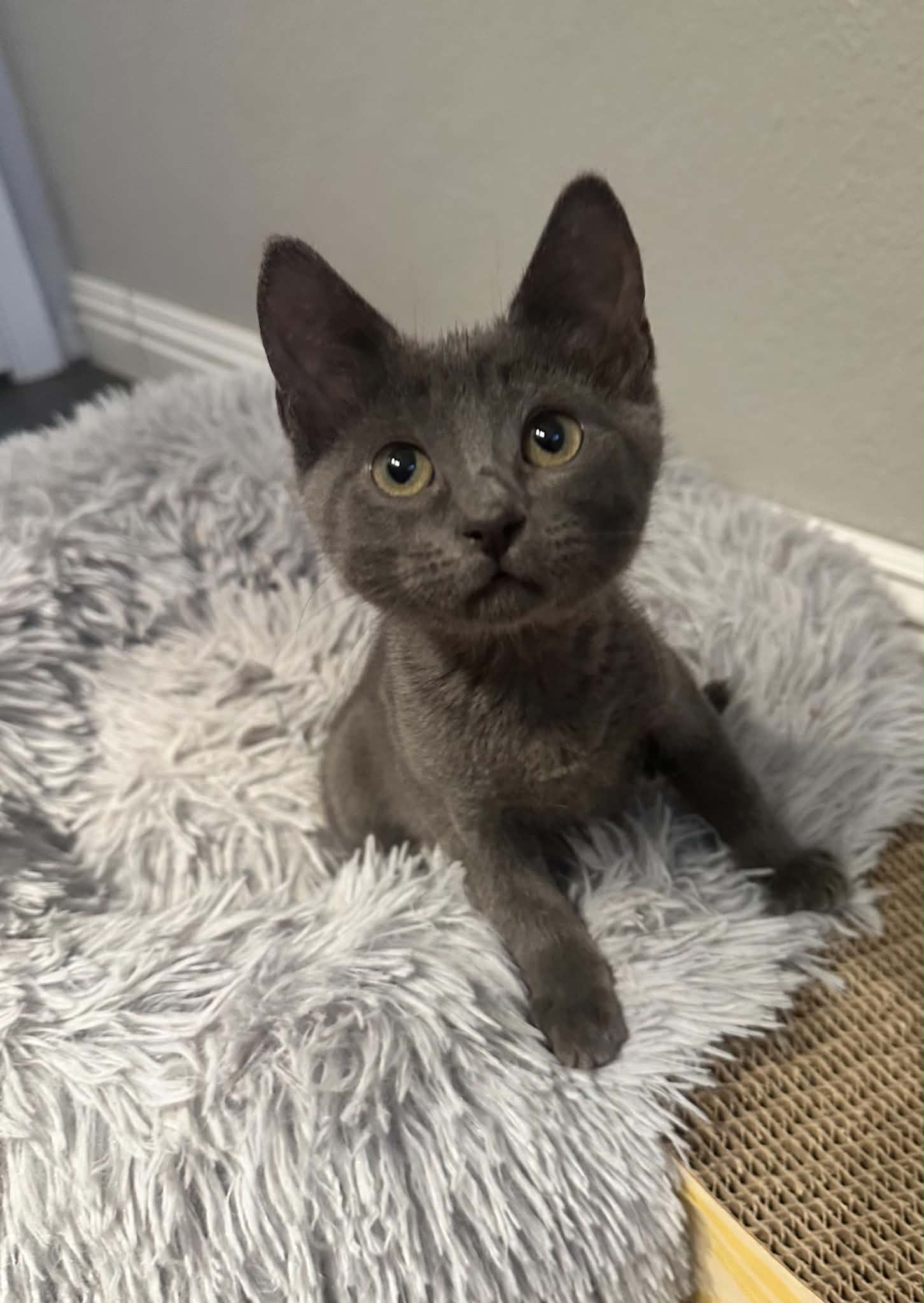 Geraldine Cc - Russian Blue