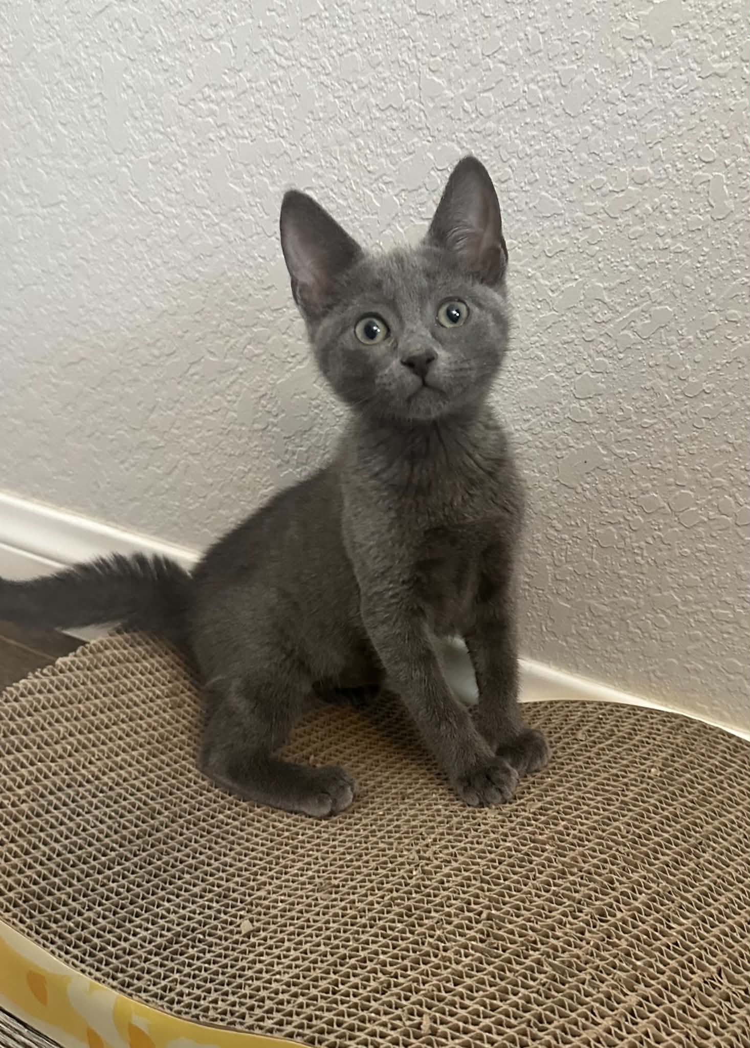 Gemma Cc - Russian Blue