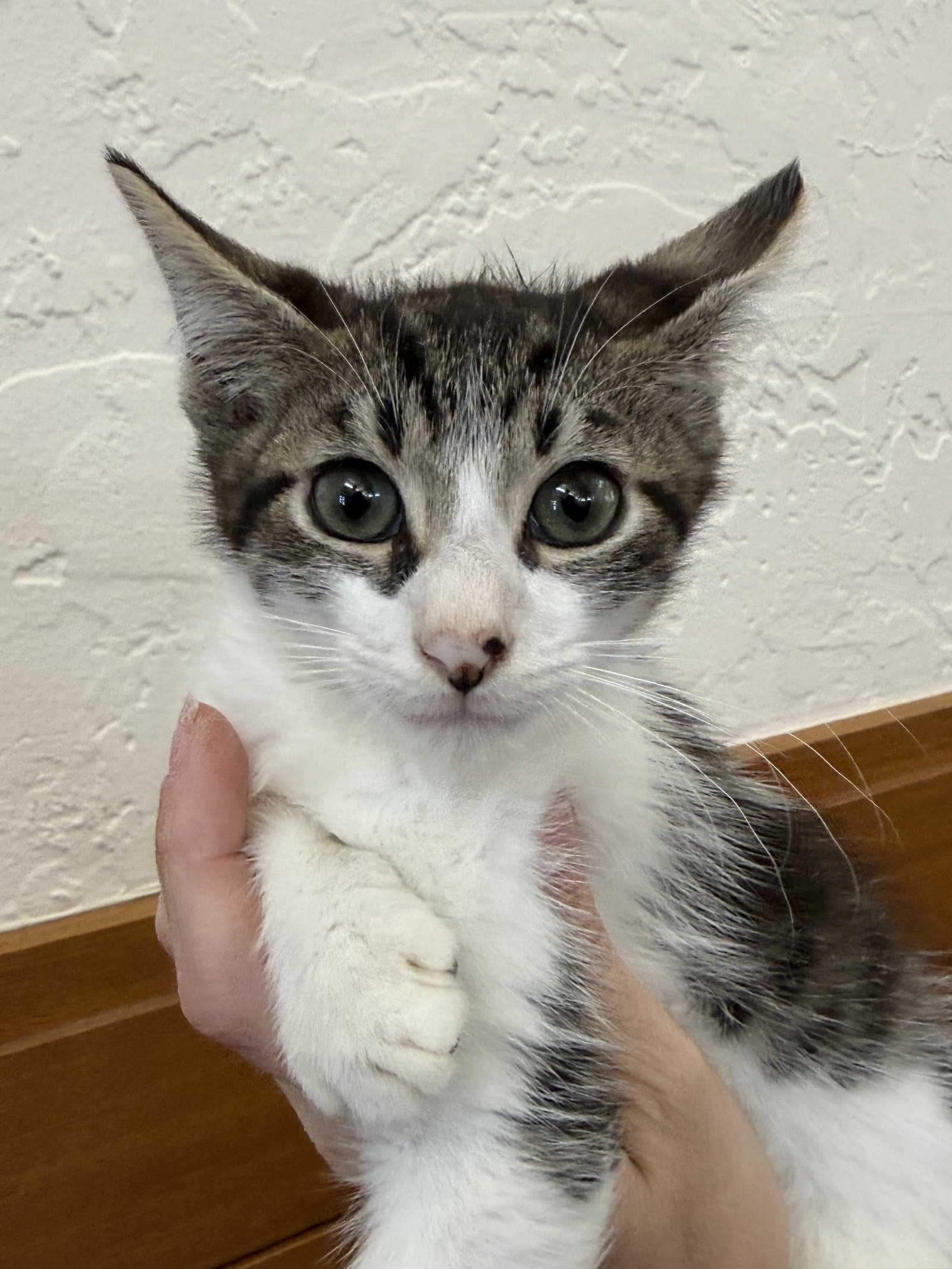 Wilkins  Cg - Tabby