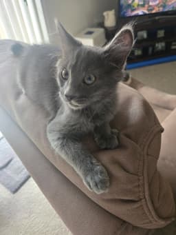 Smokey  Alice image 1