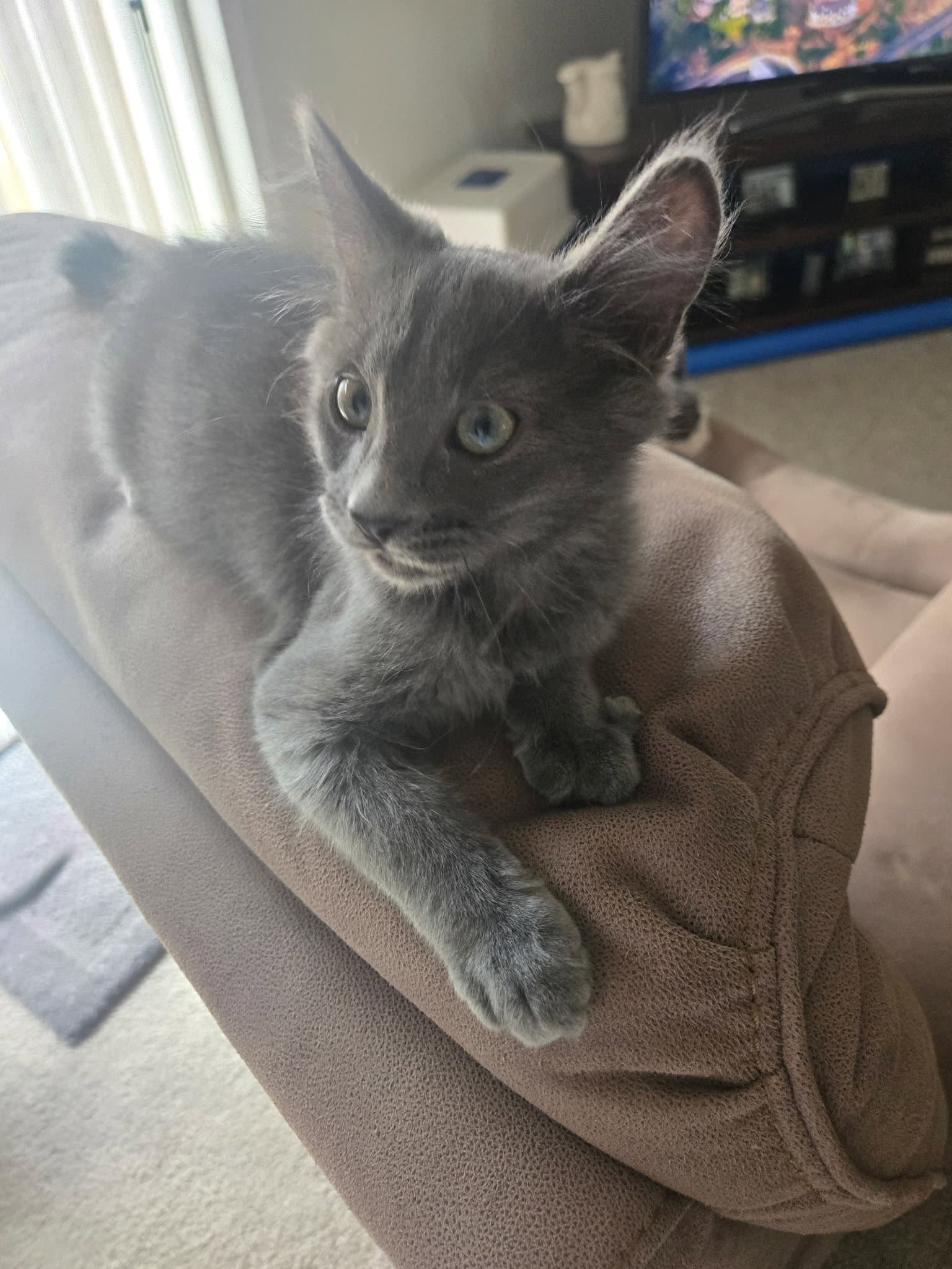 Smokey  Alice - Siamese