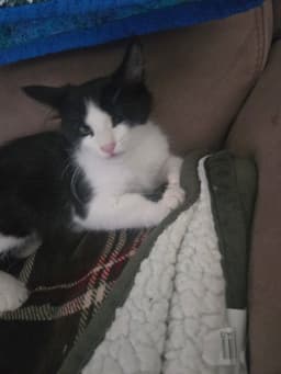 Louie  Alice image 4