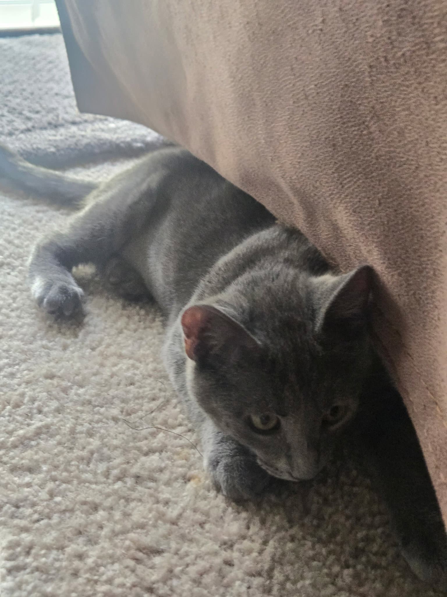 Minnie  Alice - Russian Blue