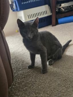 Minnie  Alice image 2