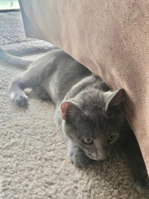 Minnie  Alice - Russian Blue