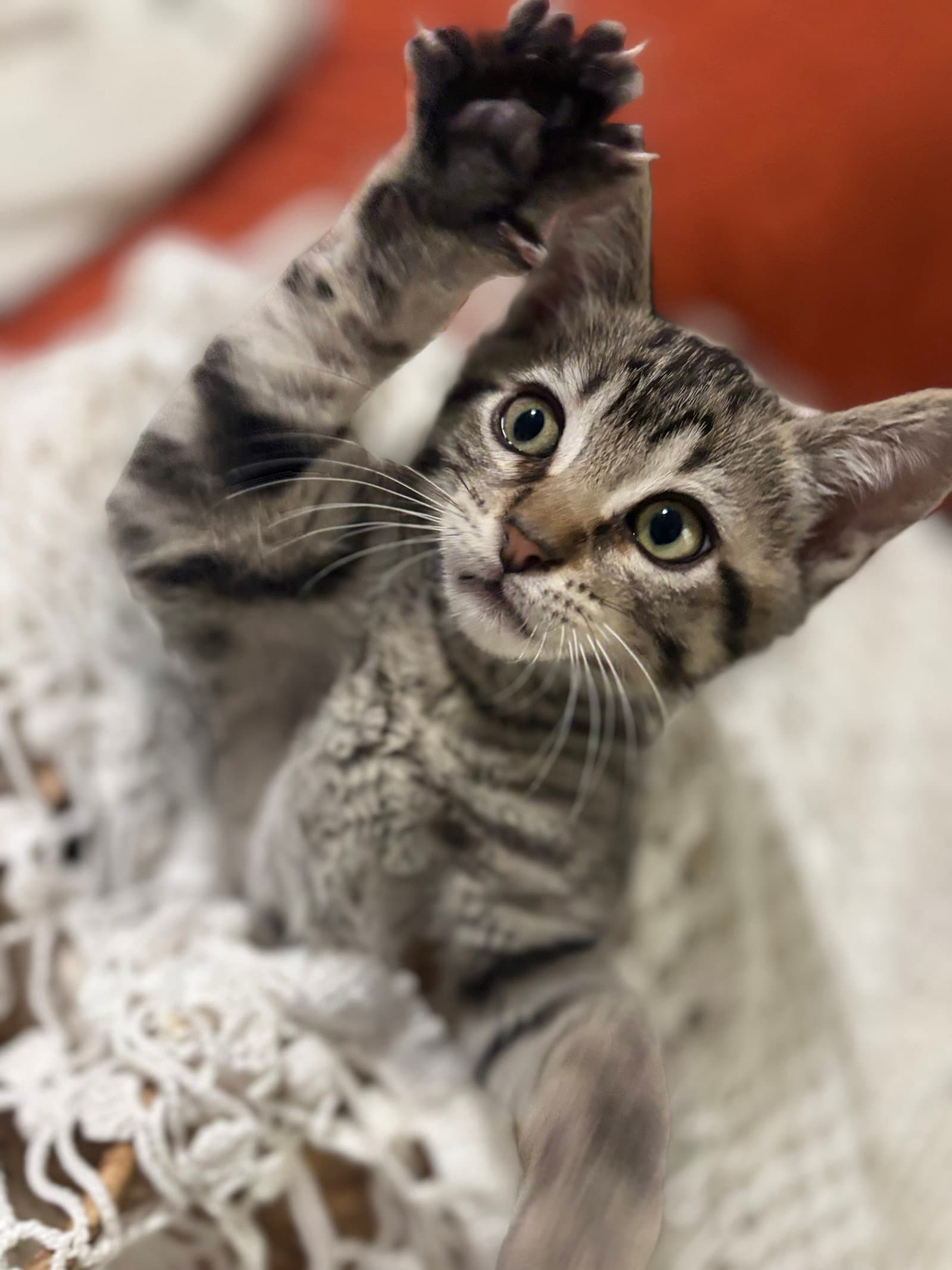 Rocket Cw - Tabby