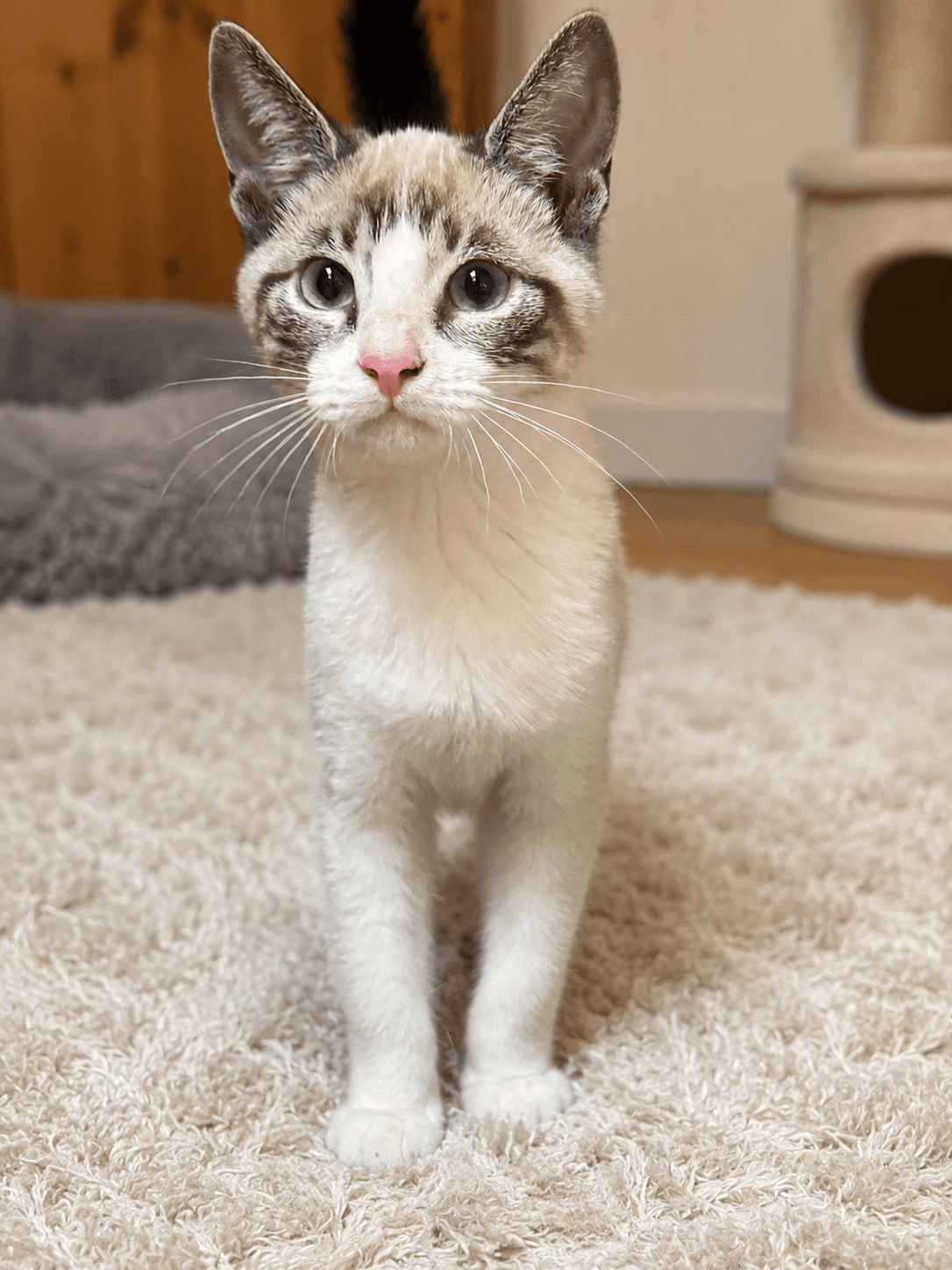 Frida Napa - Siamese