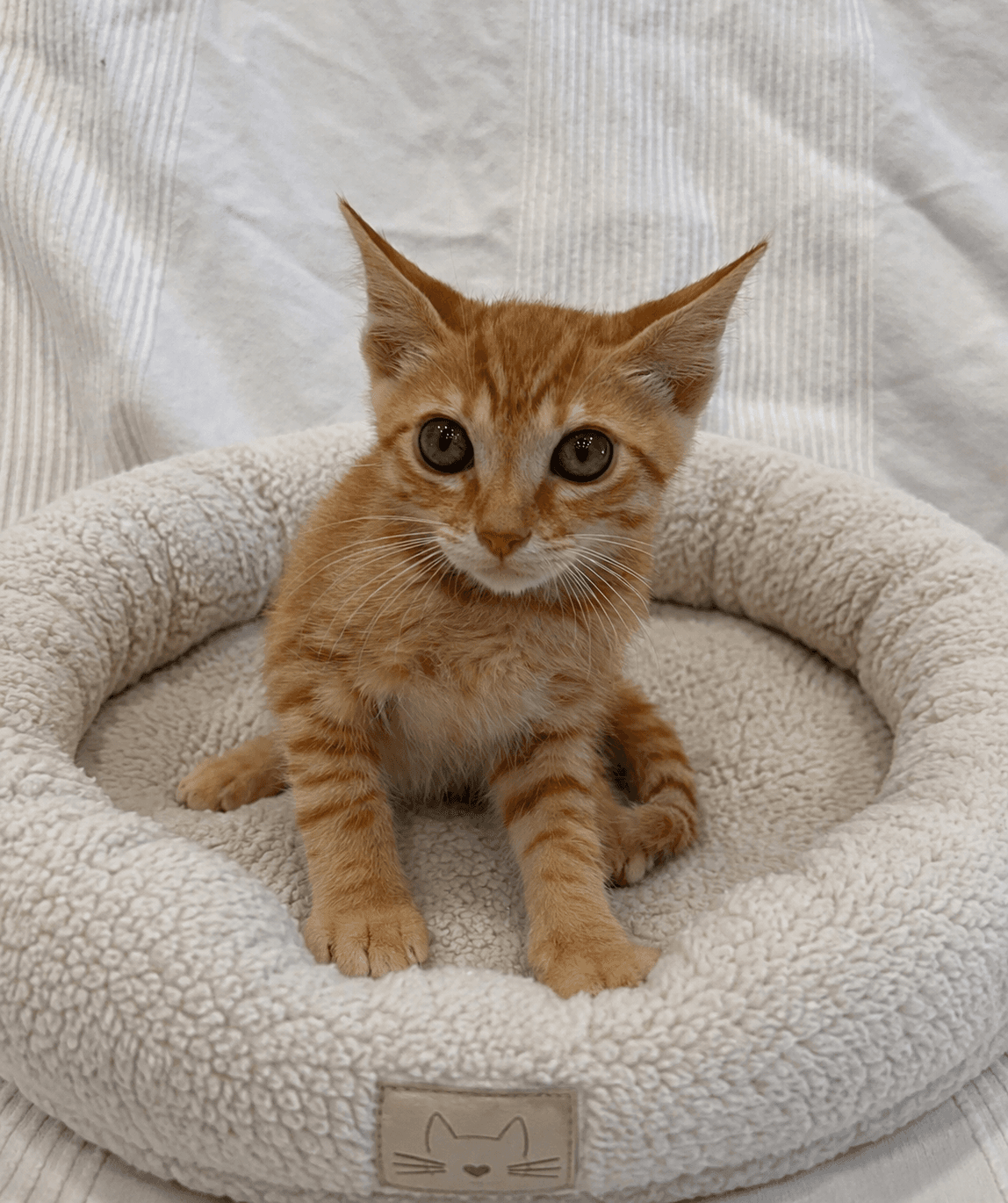 Mango - Tabby