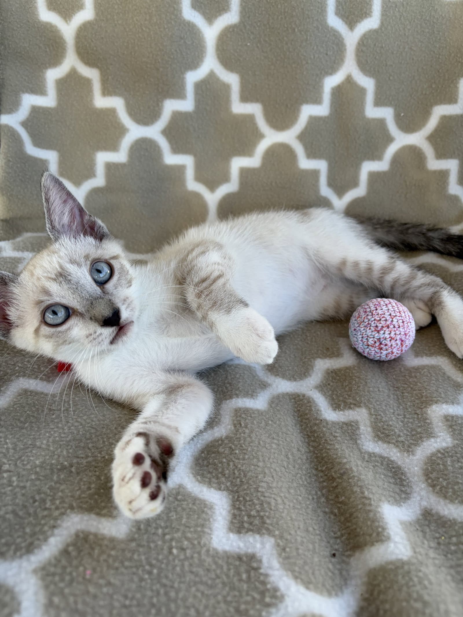 Stella Napa - Siamese