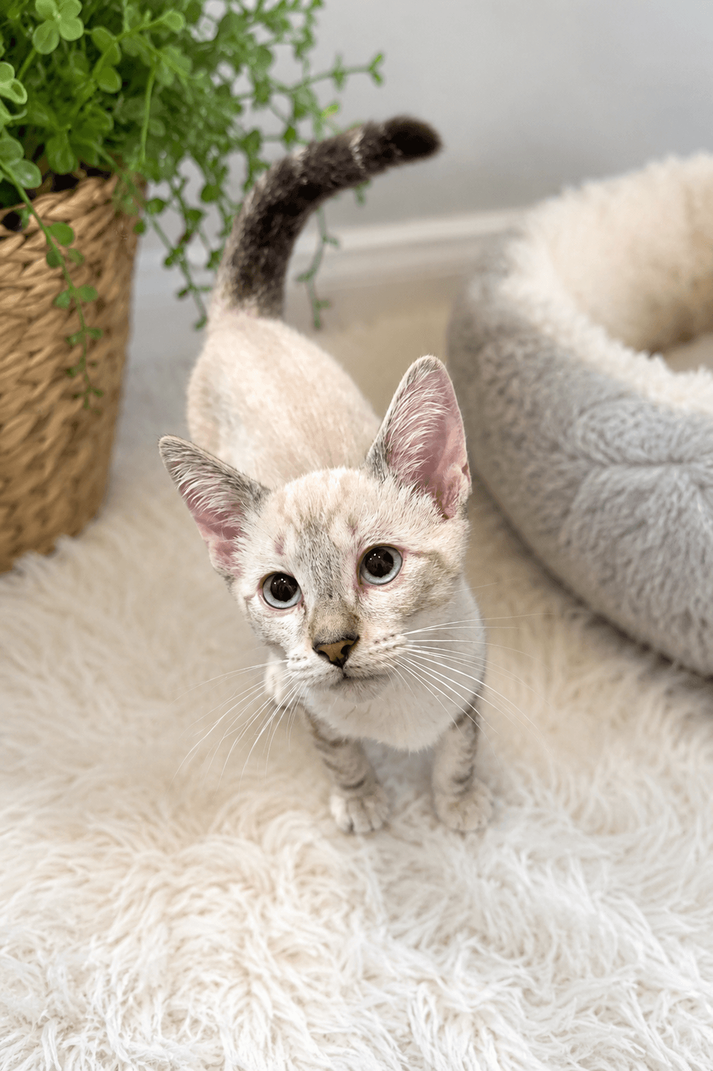 Brady Napa - Siamese