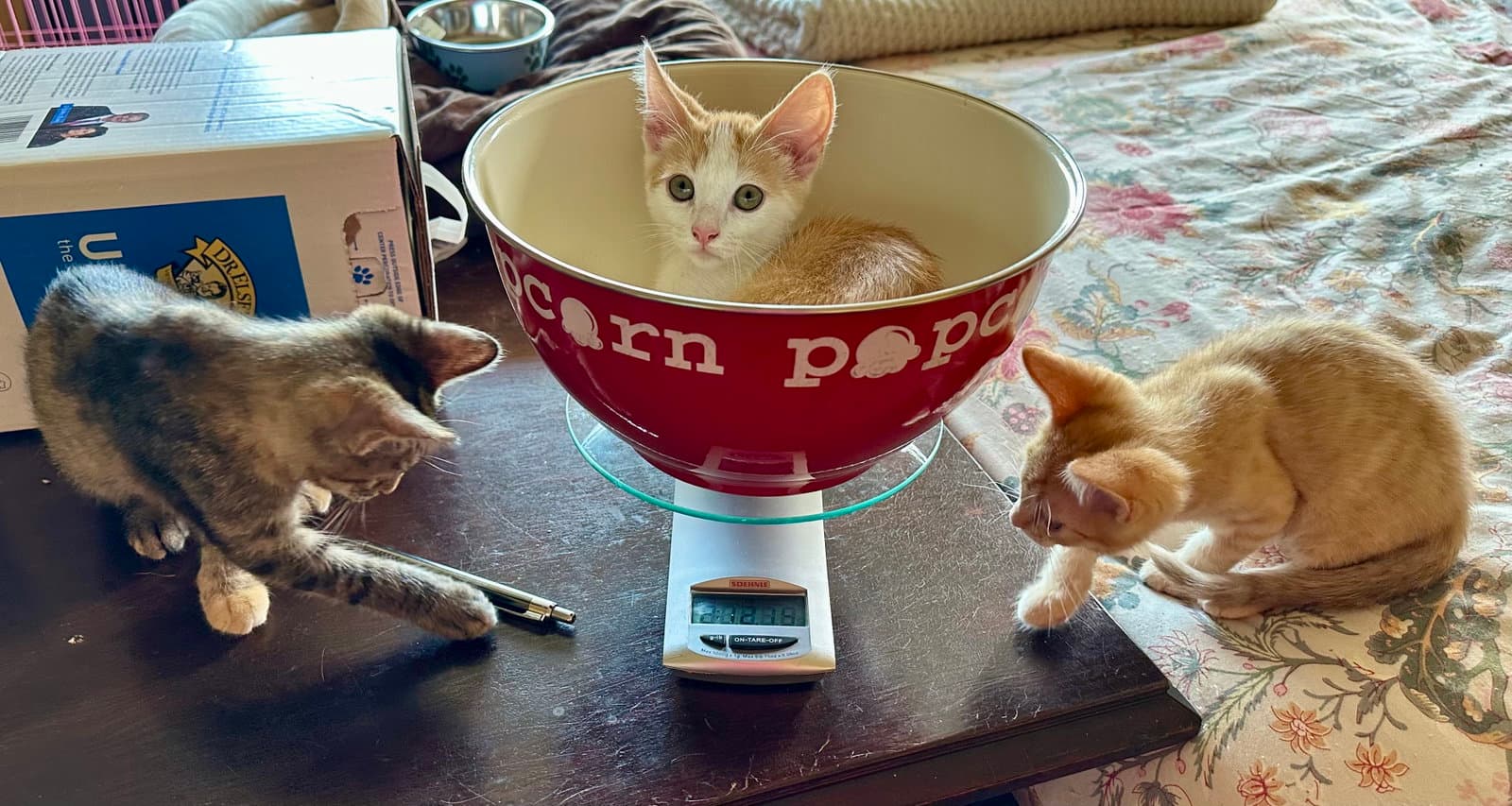 Creamsicle Napa - Domestic Short Hair