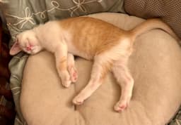 Creamsicle Napa image 2