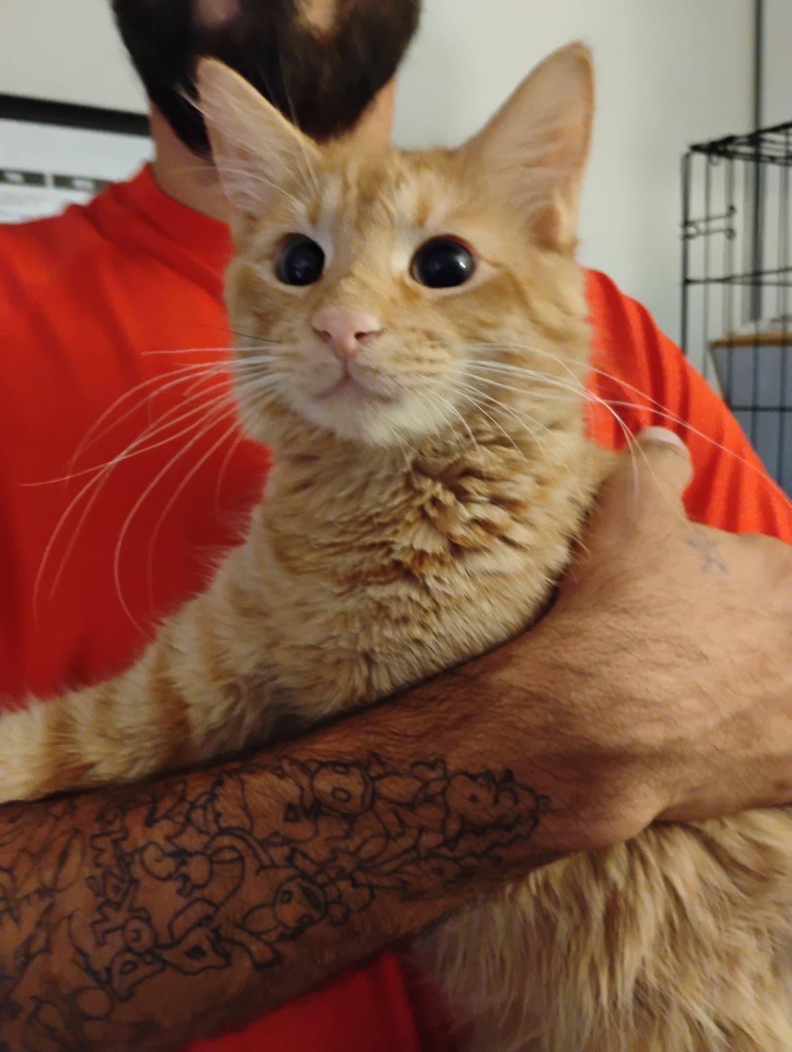 Newman  Kat - Tabby