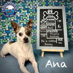 Ana image 2