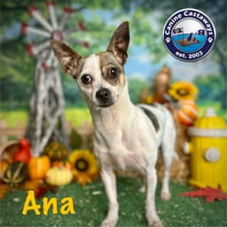 Ana image 3