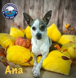 Ana image 4