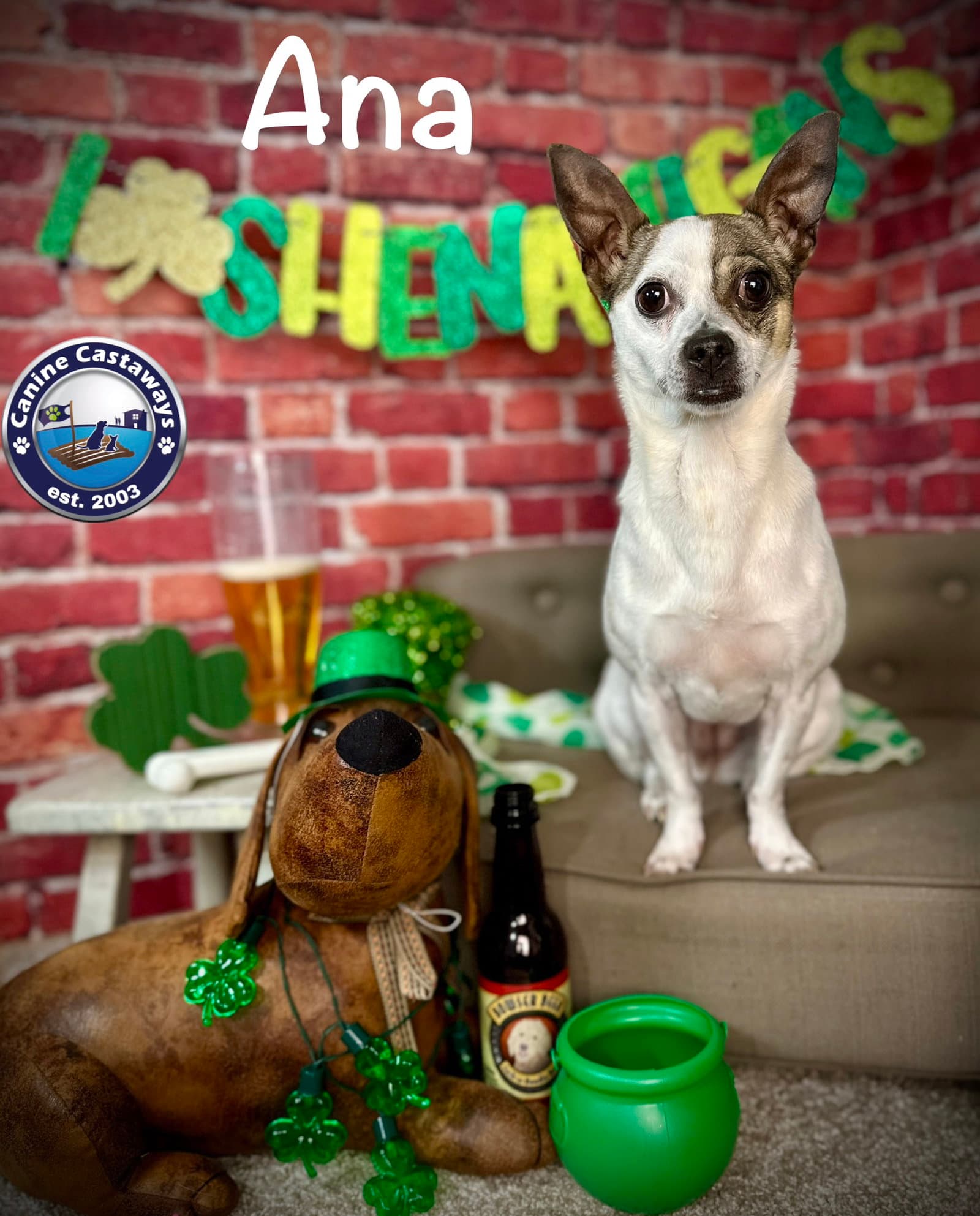 Ana - Rat Terrier