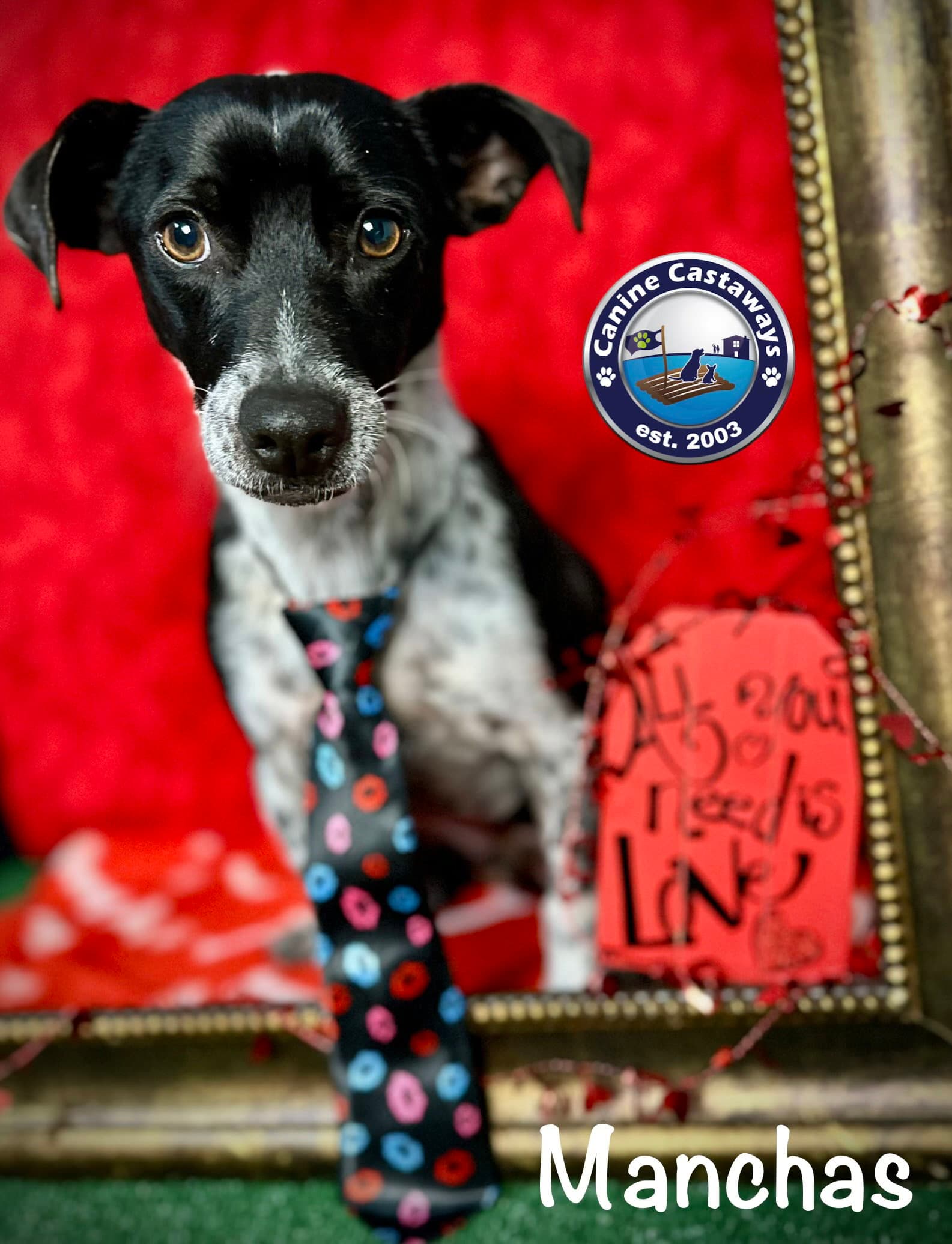 Manchas - Rat Terrier