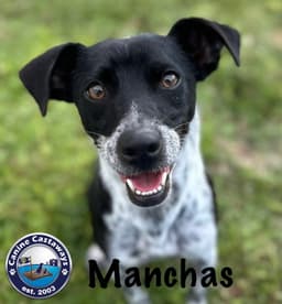 Manchas image 2