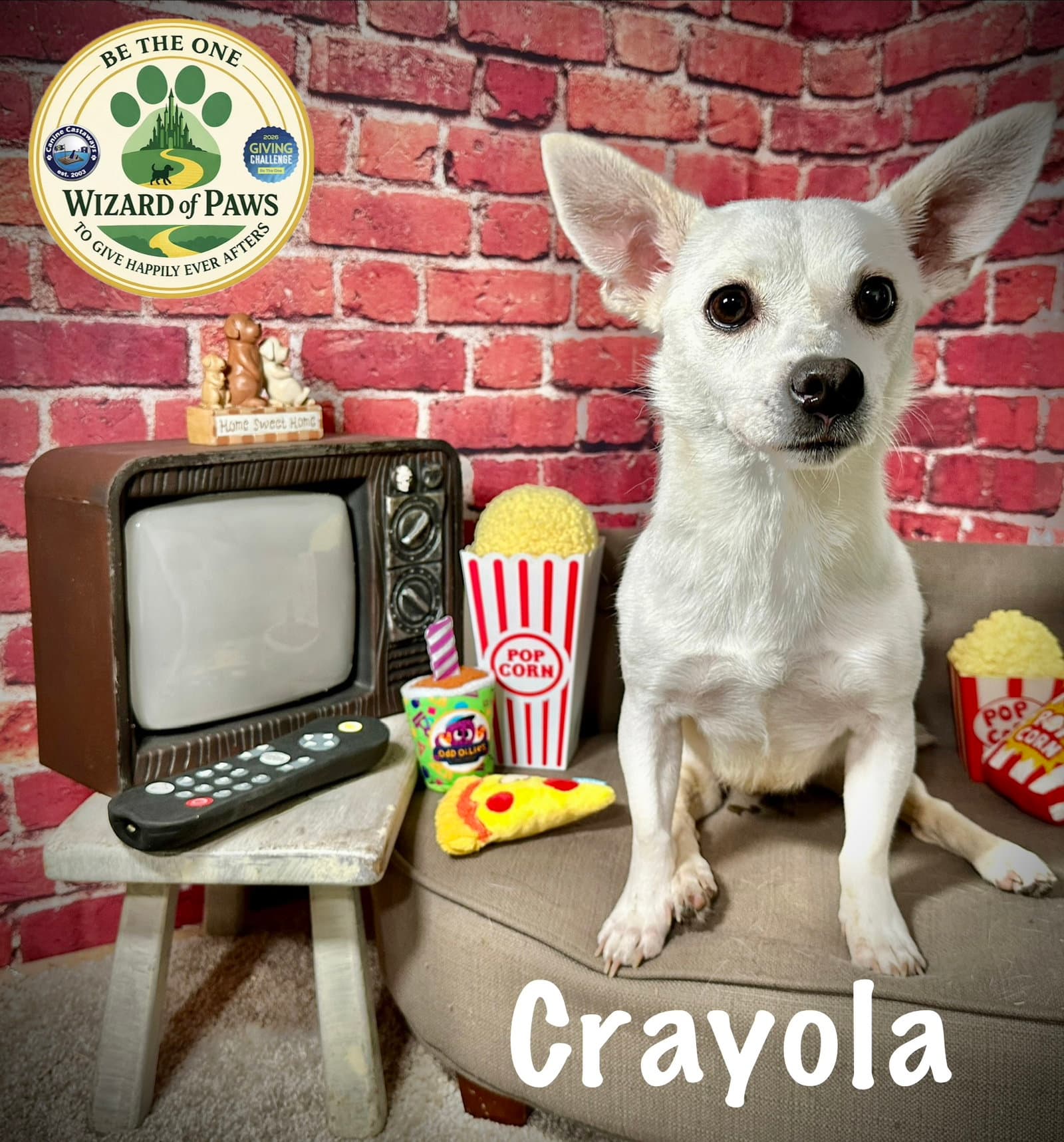 Crayola - Chihuahua