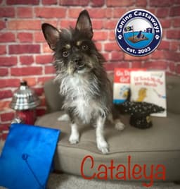 Cataleya image 4