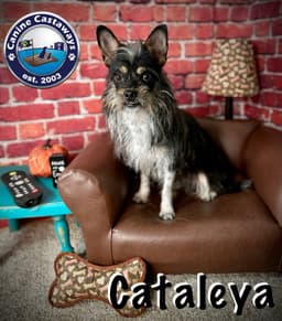 Cataleya image 3