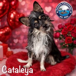 Cataleya image 1