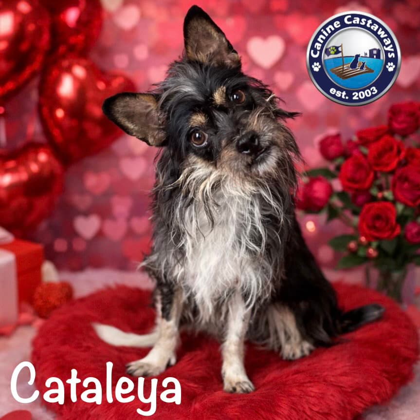 Cataleya - Cairn Terrier