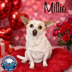 Millie image 3