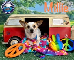Millie image 4