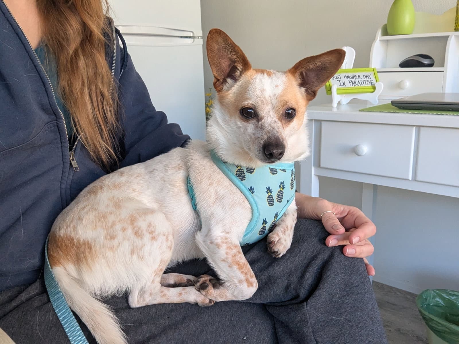 Millie - Chihuahua