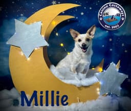 Millie image 2