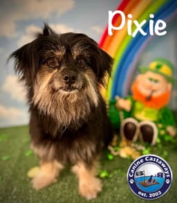 Pixie image 1