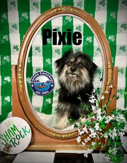 Pixie image 3