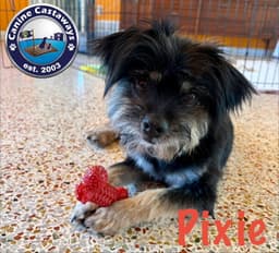 Pixie image 2