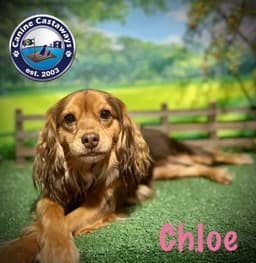 Chloe image 2