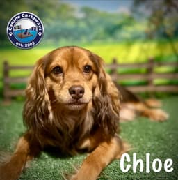 Chloe image 4