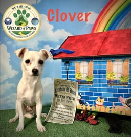 Clover image 1