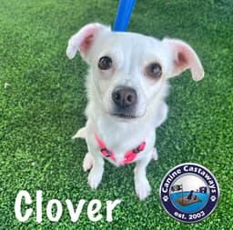 Clover image 2