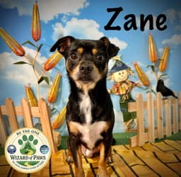 Zane image 1