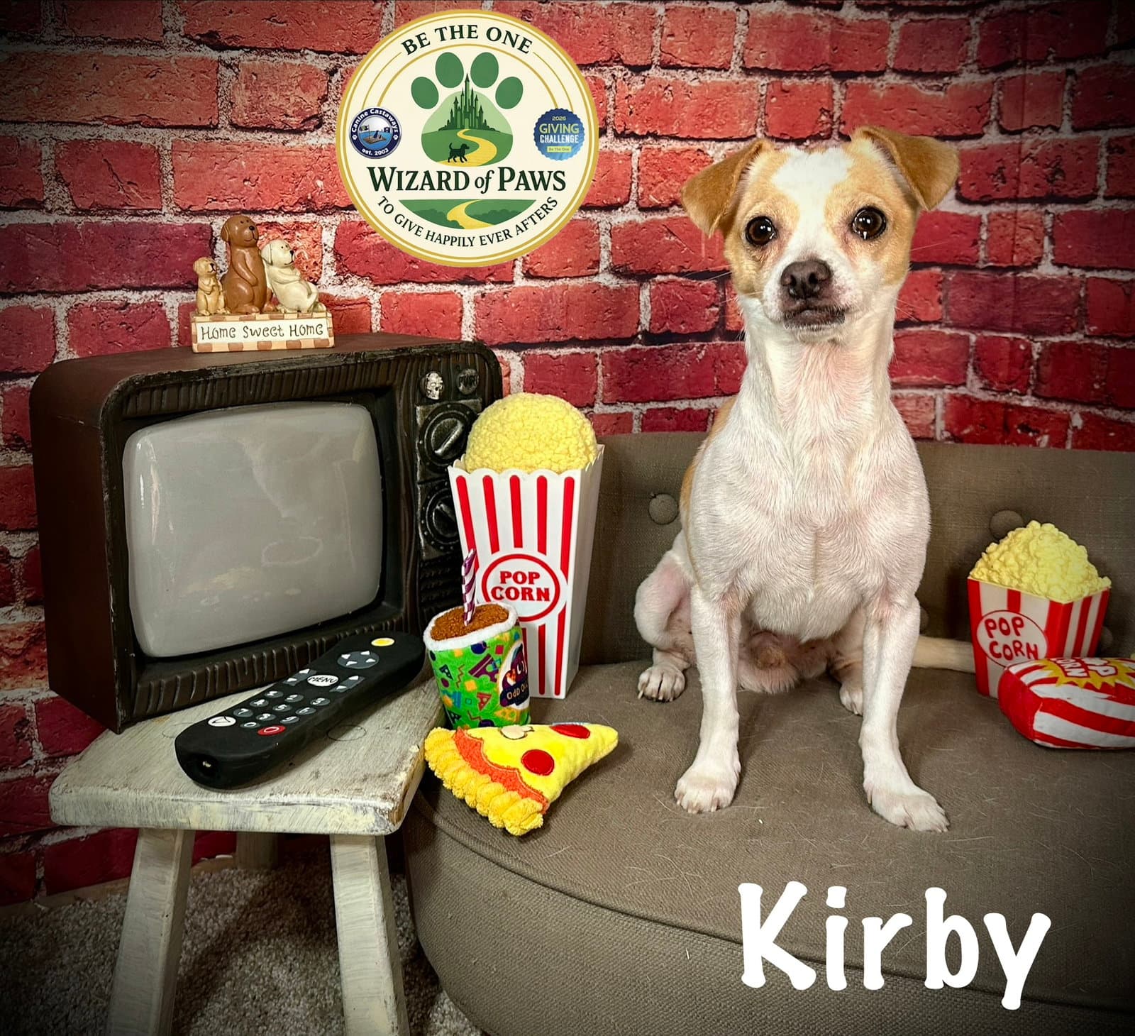 Kirby - Chihuahua