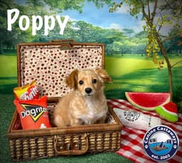 Poppy image 3