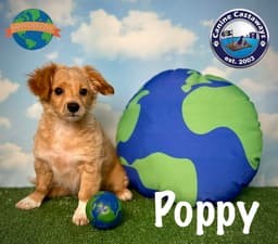 Poppy image 4