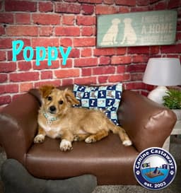 Poppy image 1