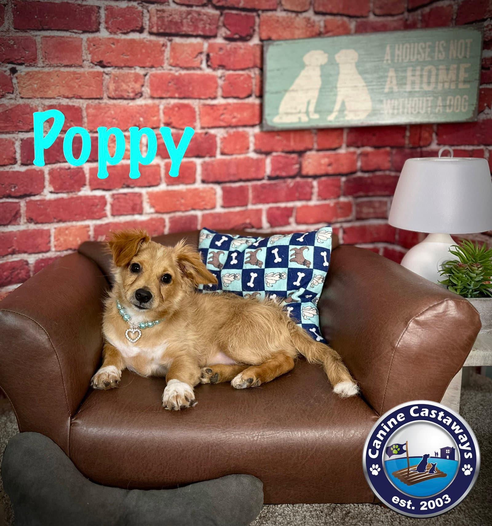 Poppy - Tibetan Spaniel