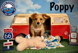 Poppy image 2