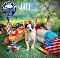 Jill image 2