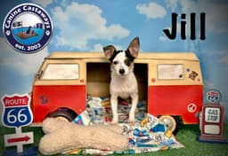 Jill image 4