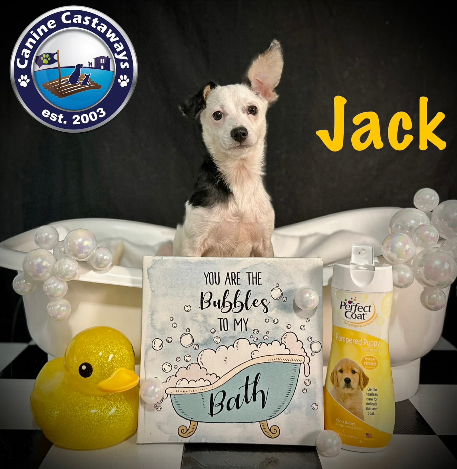 Jack - Toy Fox Terrier